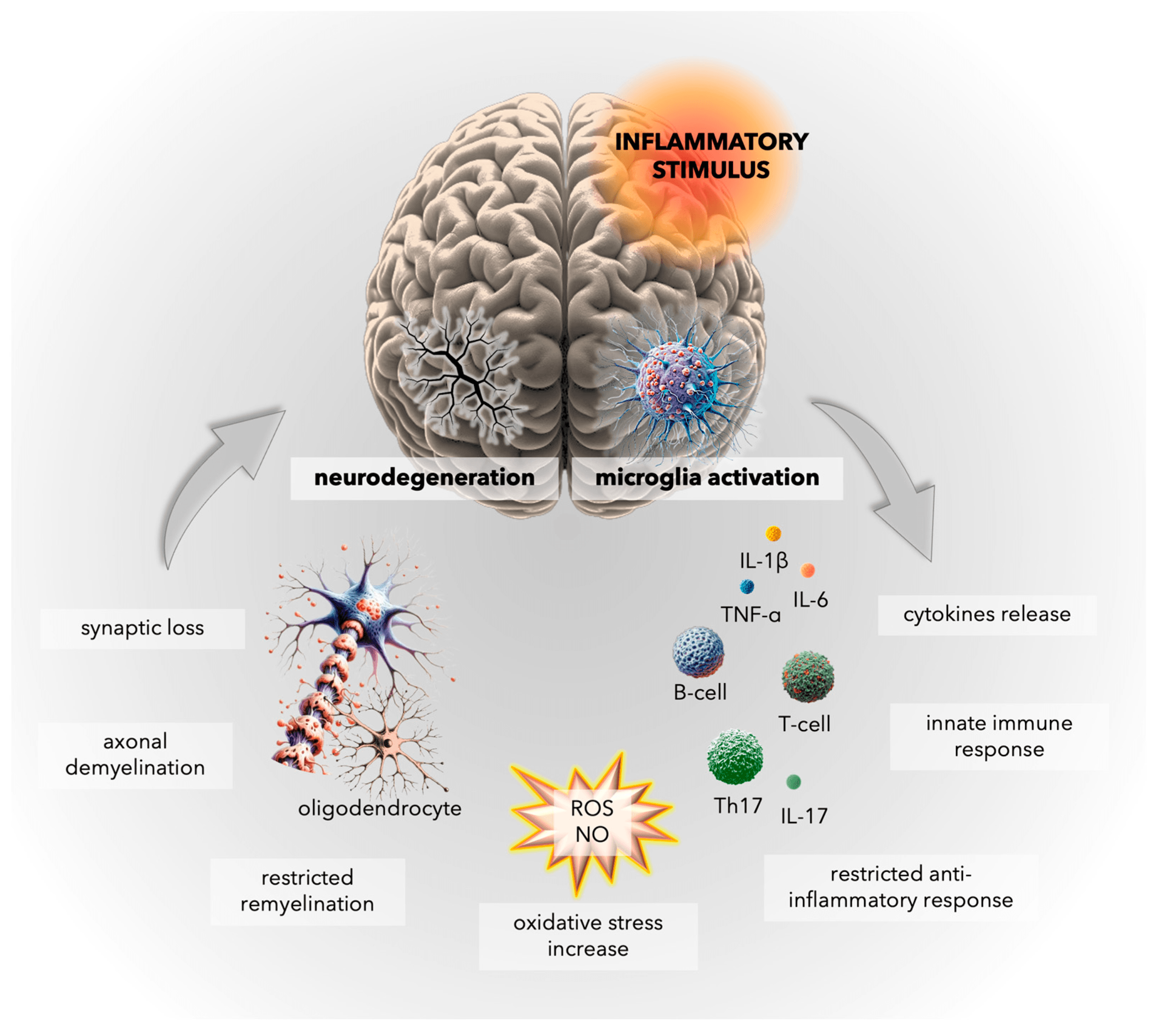 Sommeil et inflammation